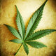 Illustration for article titled Californians Gear Up For Historic Recreational Marijuana Vote
